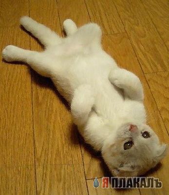 Вторничный котомёт