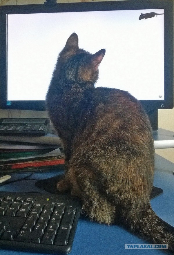 Котовторник 15.11.2016