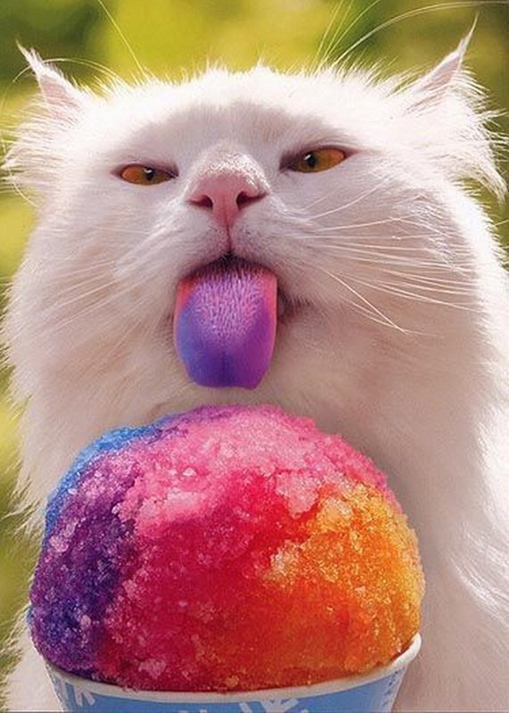 Коты из сети