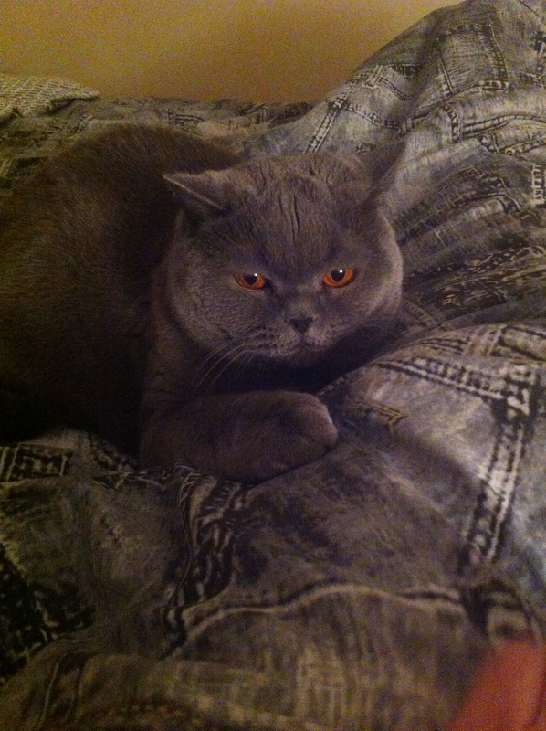 Котовторник 10.01.2017
