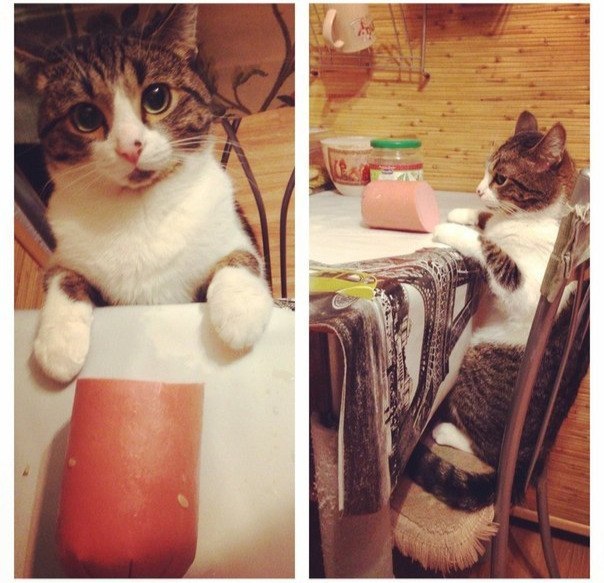 Коты и Кошки