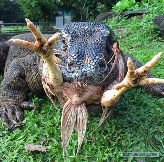 В Таиланде гигантский варан съел туристку