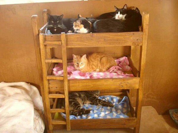 Коты и Кошки