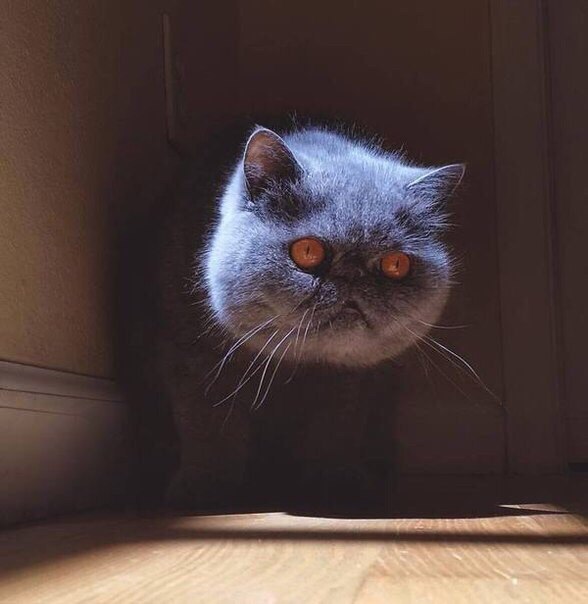 Коты и Кошки