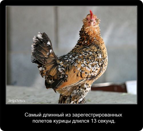 23 интересных факта о животных, которые вас удивят