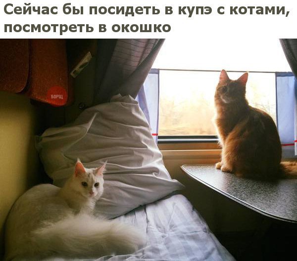 Коты и Кошки