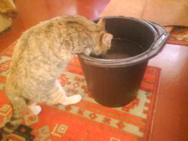 Коты и Кошки