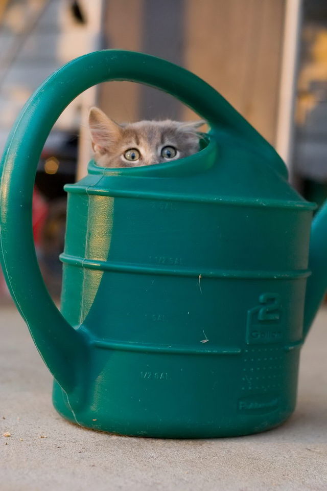 Коты и Кошки