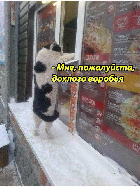 Коты и Кошки