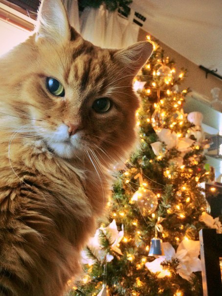 Коты и Кошки