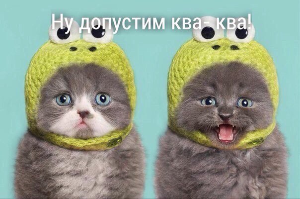 Прикольных котов пост