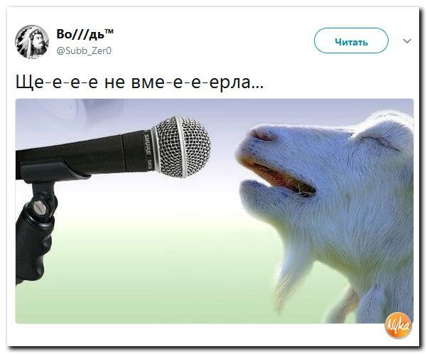 Скотсети и прочие интернеты 05.02.18
