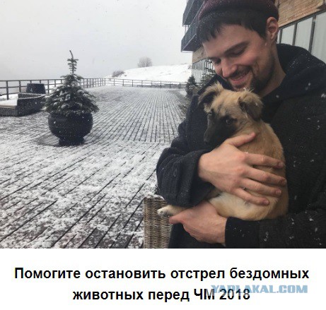 В Вологде стая собак разорвала 15-летнюю девушку