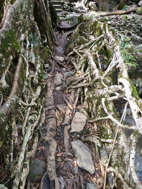 К живым мостам и обратно. Заметки из Индии