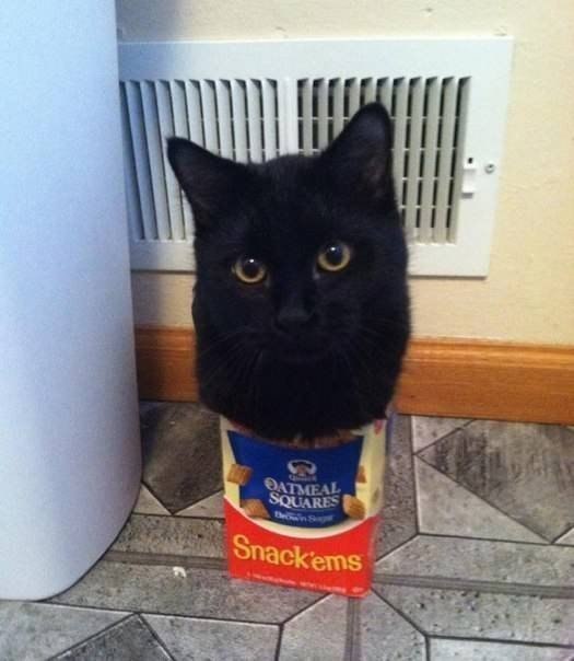 Кот без прикрас