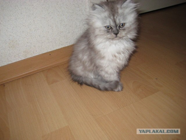 День котов
