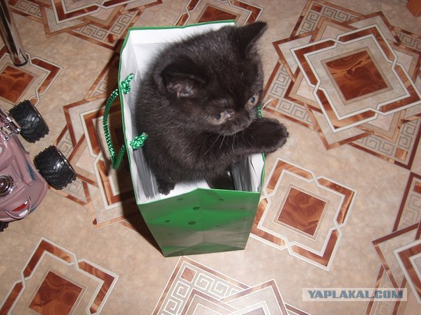 Котовторник (31.01.2012)