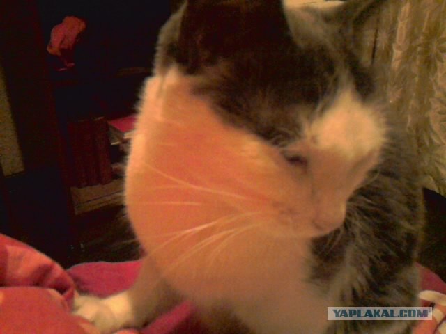 Котовторник 20.03.2012