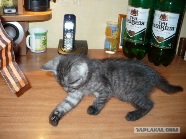 Котовторник  16.10.12