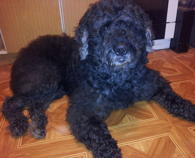 Собакочетверг