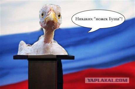 Фотожаба: Цыпа