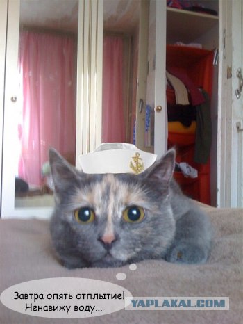 Отжабте моего кота