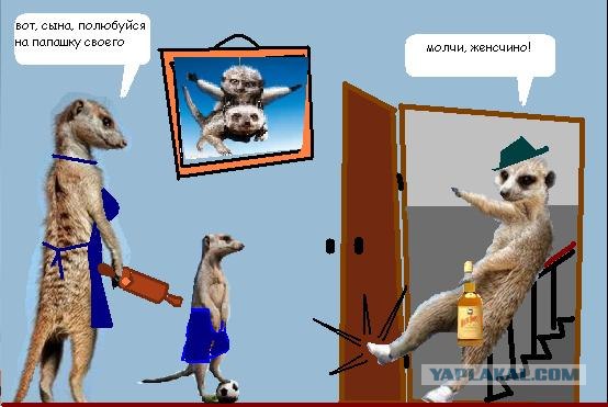 Сурикаты-экстремалы