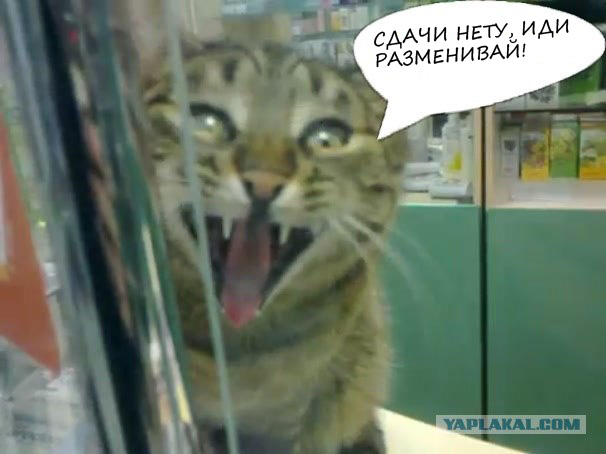 Кот заведует аптекой