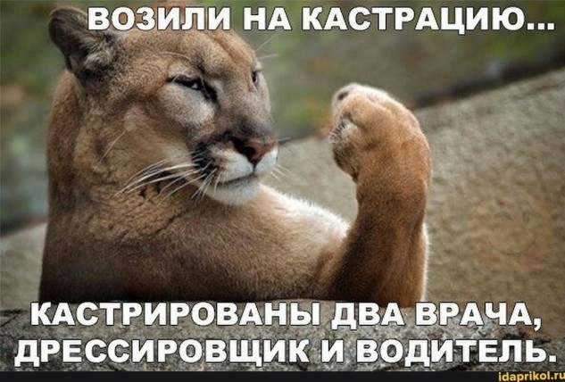 Котик просто играется