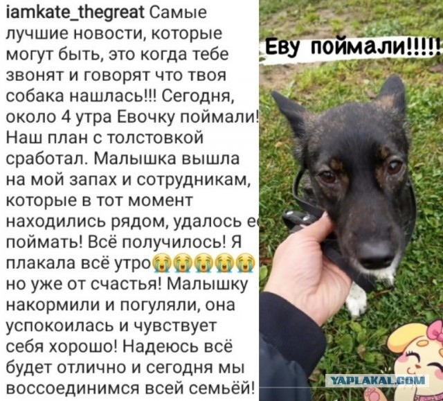 Собаку Еву, которая сбежала во время погрузки в аэропорту Домодедово, наконец-то нашли. Её выманили на запах хозяйки