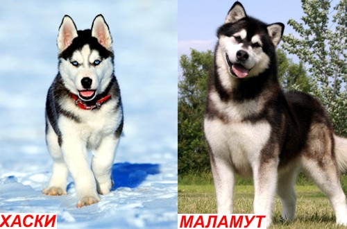 Утибоземой