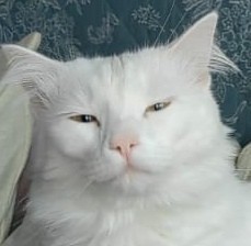 На святое покусилась⁠⁠