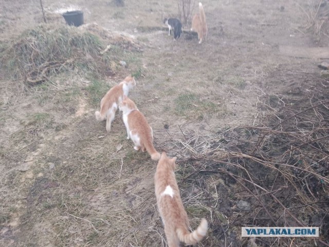 Жизнь домашнего приюта для котеек 483