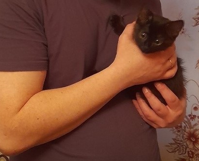 Подкидыш к котовторнику