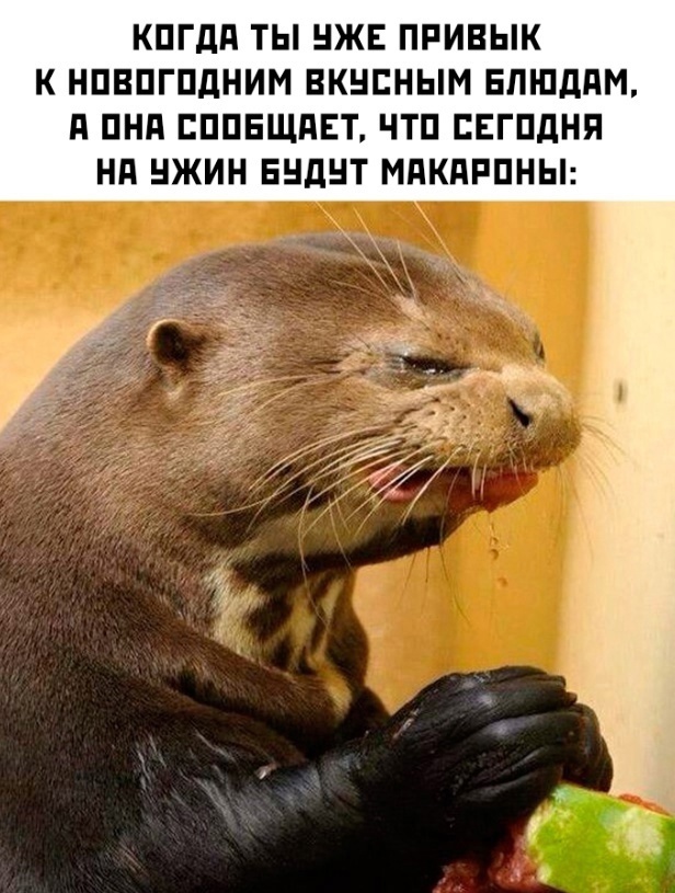 Весёлый полтишок 08.01.25