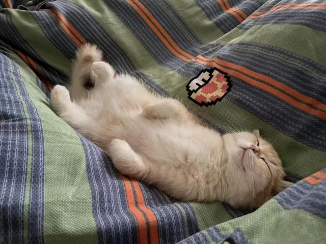 Спящих котеек тред