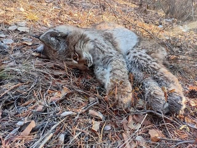 Рысь пришлось снимать со столба в поселке Забайкалья