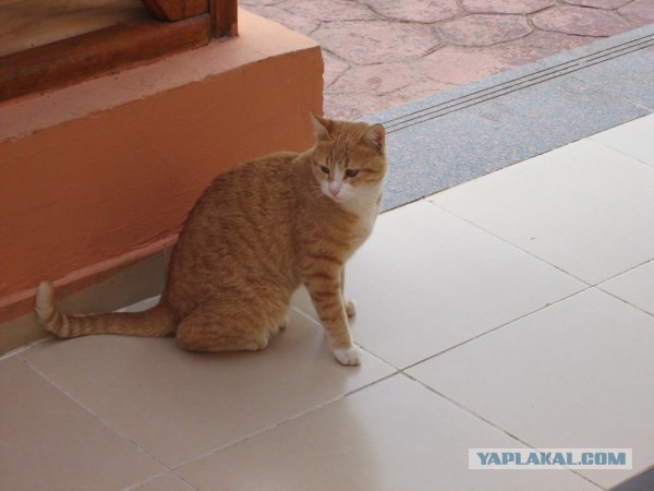 Стамбульские кошки