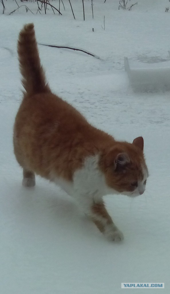 Котовторник  28.01.14