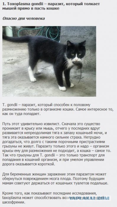 Существа, которых стоит бояться