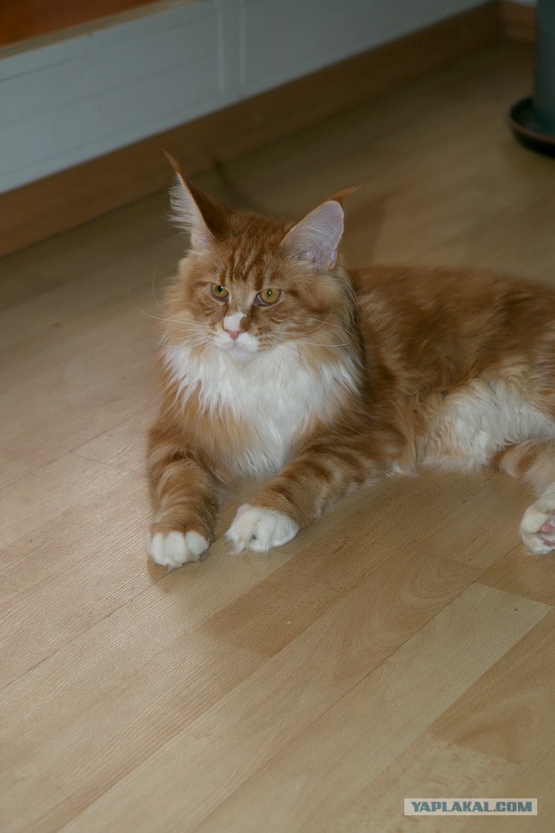 Котовторник 17.06.2014