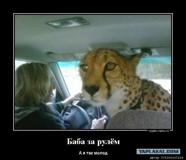 Встретились две слепошарые...