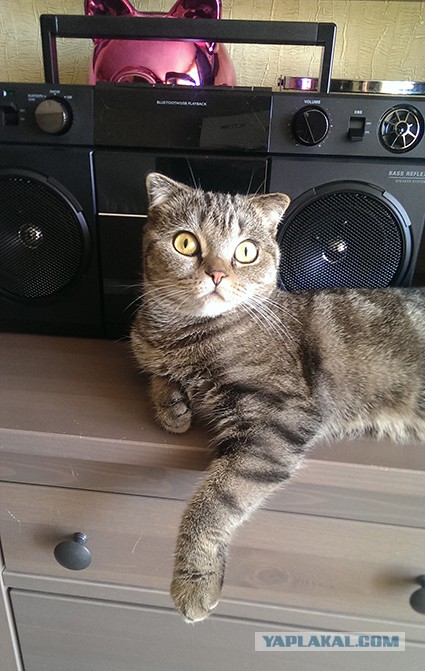 Котовторник 02.09.2014