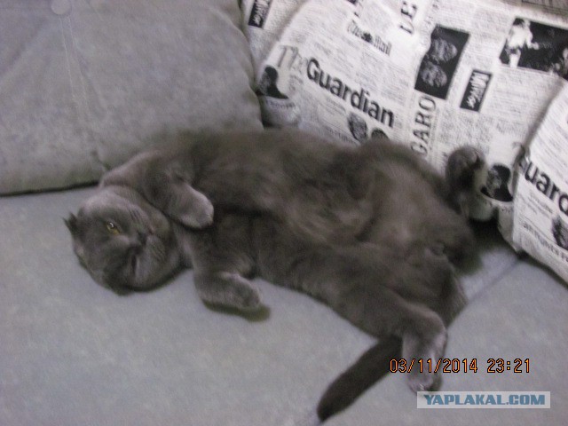 Котовторник 04.11.2014