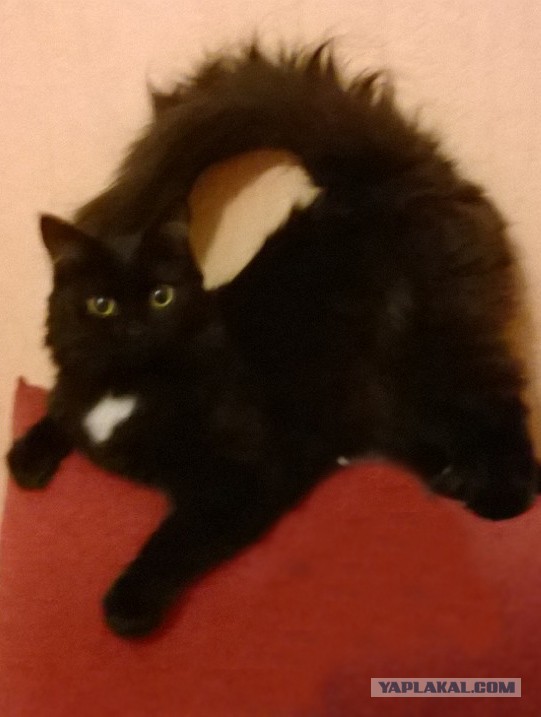 Котовторник   02.06.2015