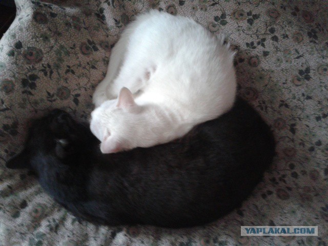 Котовторник
