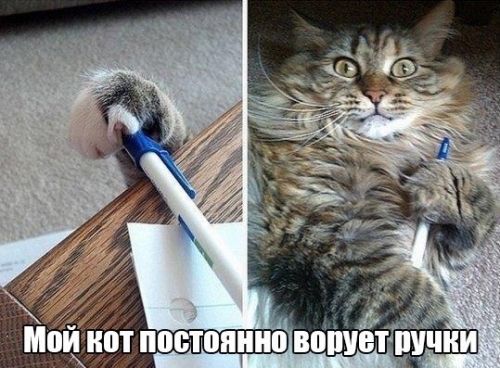 Котовторник