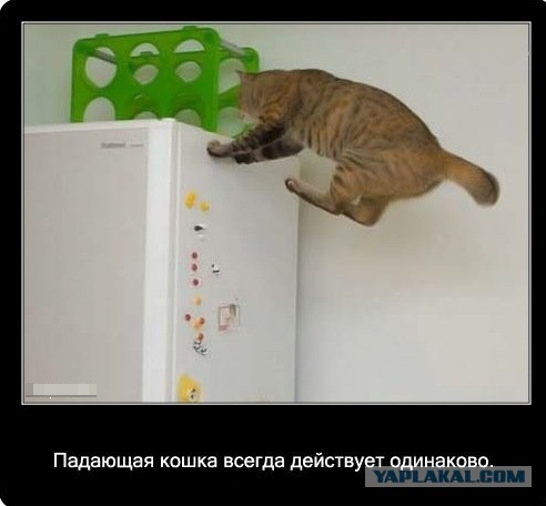 Интересные факты о кошках