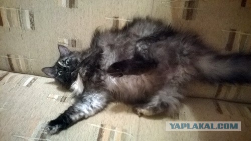 Котовторник 17.11.2015