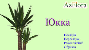 Исчезающая собака